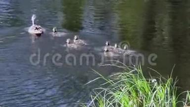 鸭子妈妈带着一群小鸭子在水里游来游去。